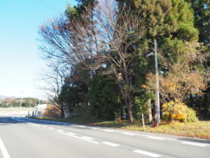 花巻市S様　道路沿い　山林　特殊伐採