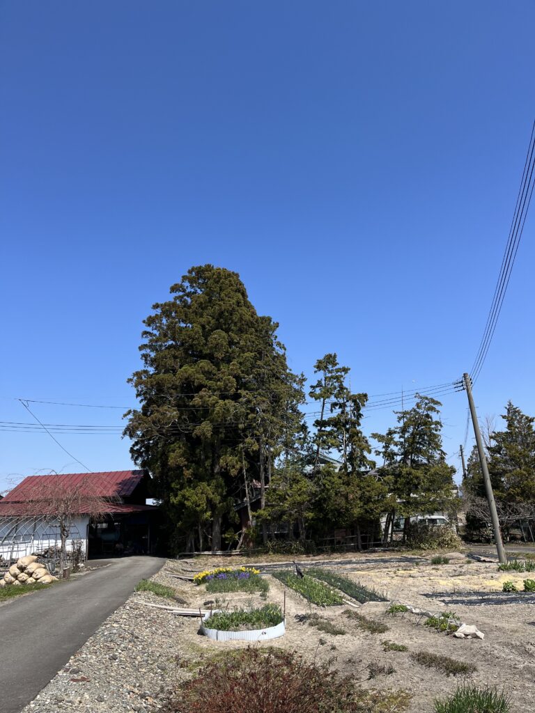 花巻市二枚橋B様 屋敷林伐採