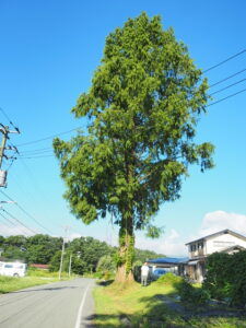 滝沢市Y様　道路沿い　電線　特殊伐採