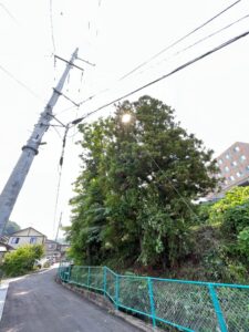 盛岡 F様 地目山林？の伐採