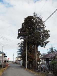 紫波町N様　道路沿い　電線　特殊伐採