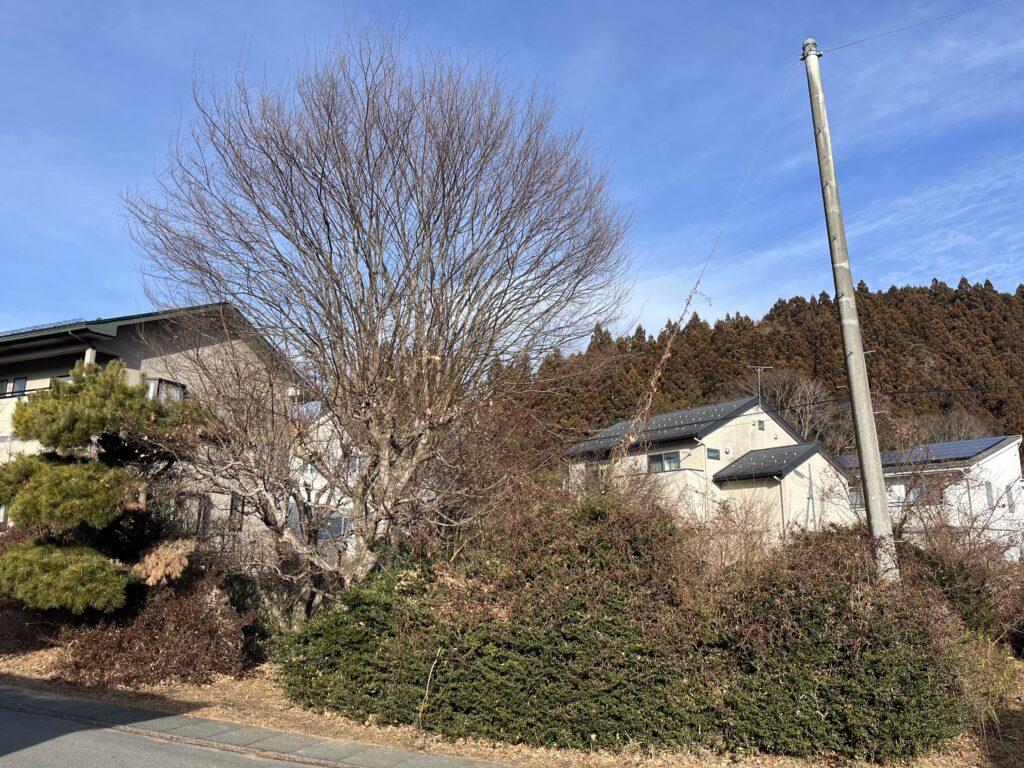 宮古市　庭木　伐採