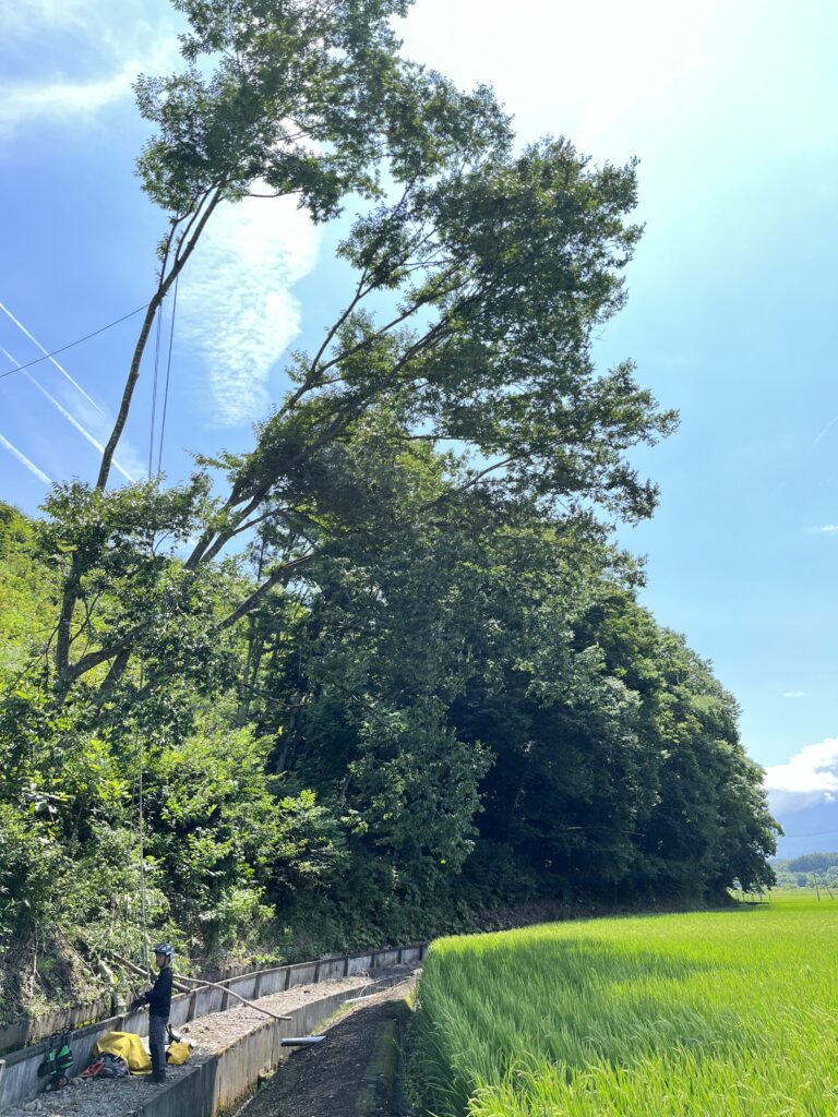 八幡平市K様　特殊伐採