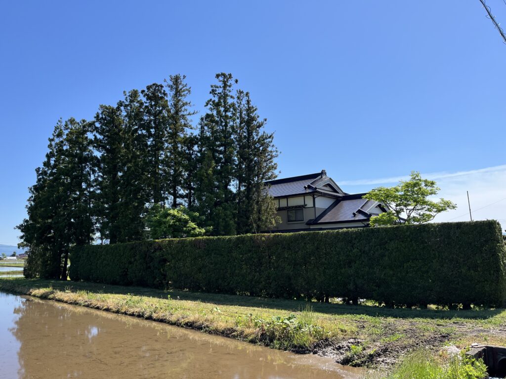 花巻市　屋敷林　特殊伐採　芯止め