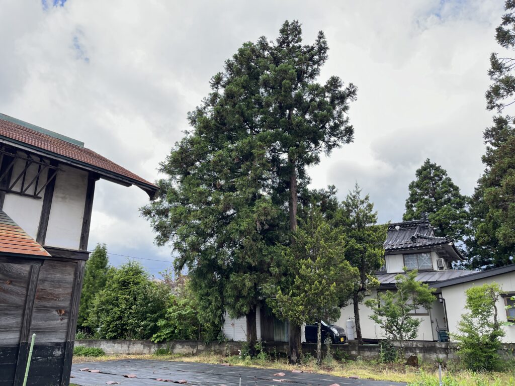 北上市　伐採　伐倒