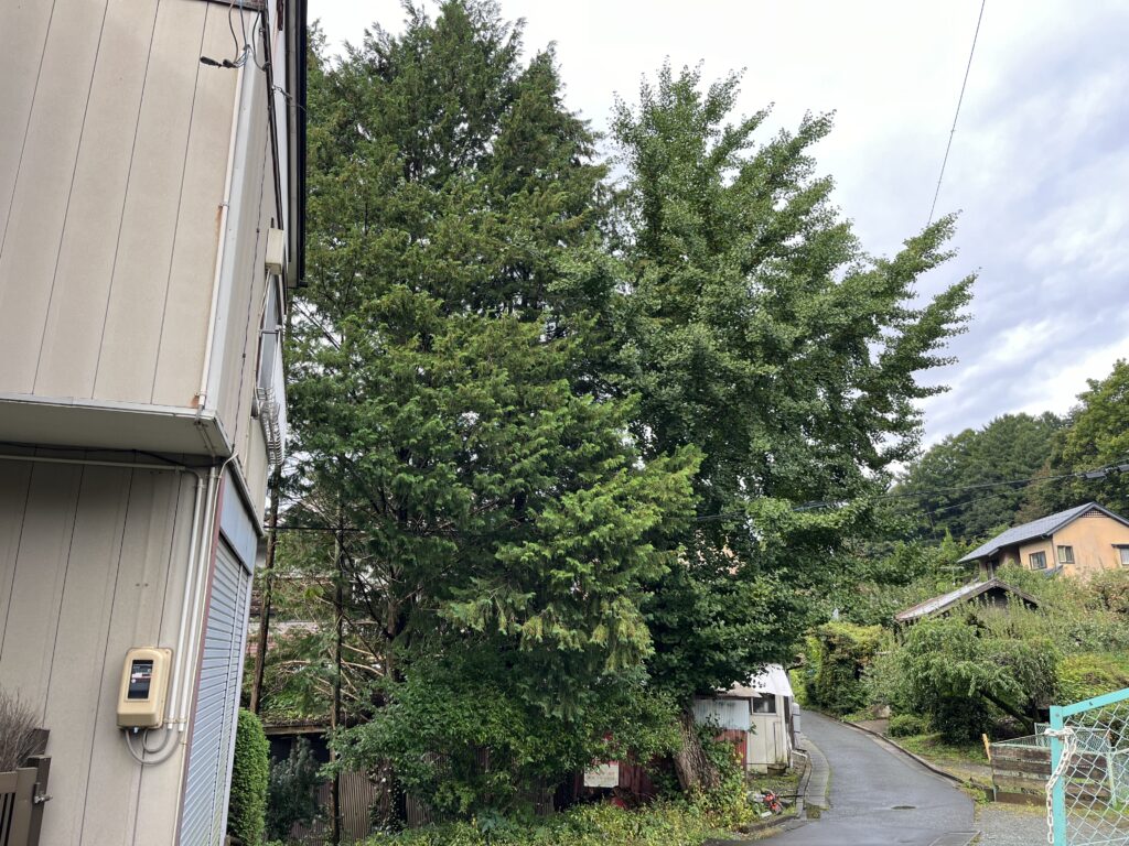 屋敷林　特殊伐採