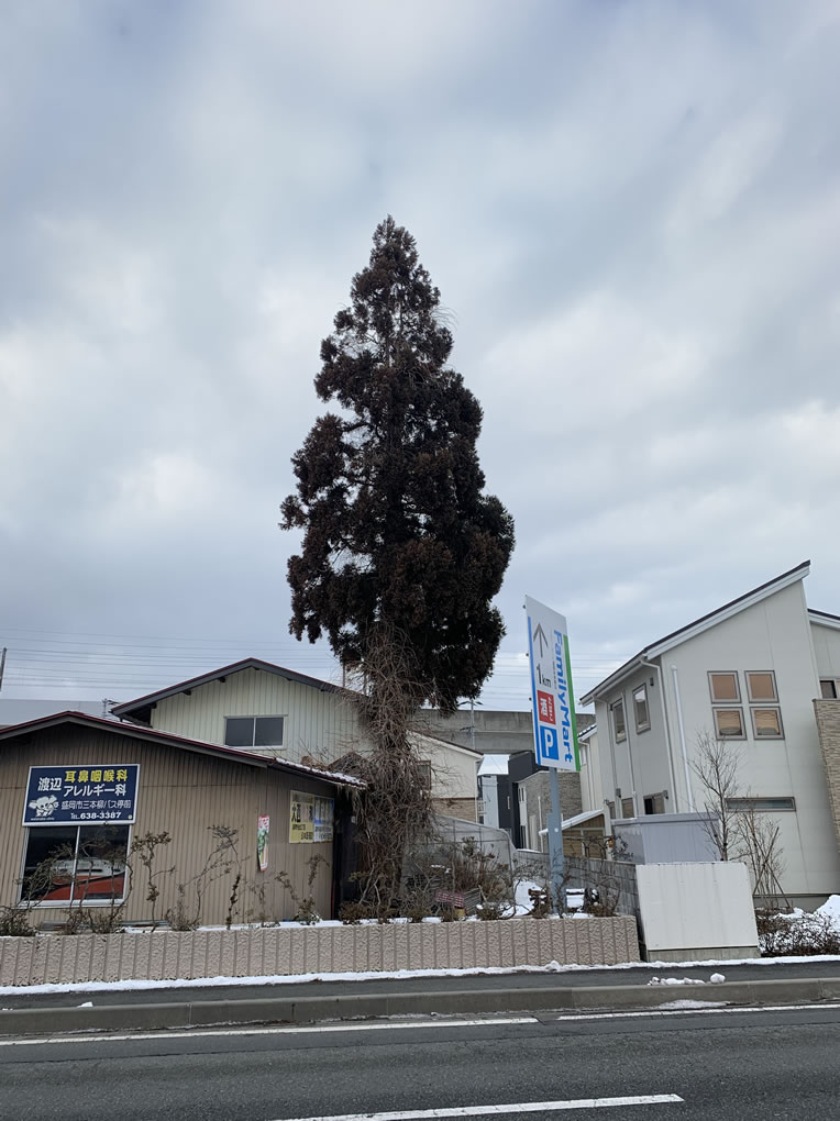 盛岡 K様　道路沿い　特殊伐採