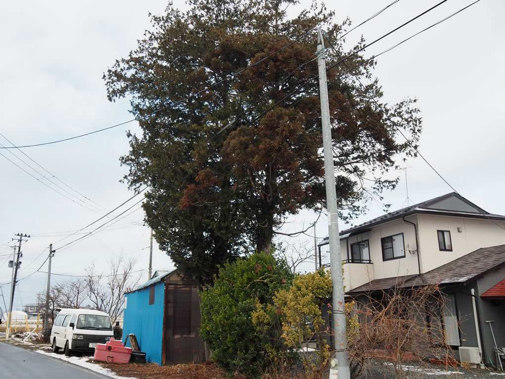 紫波町N様　伐採　電線　道路