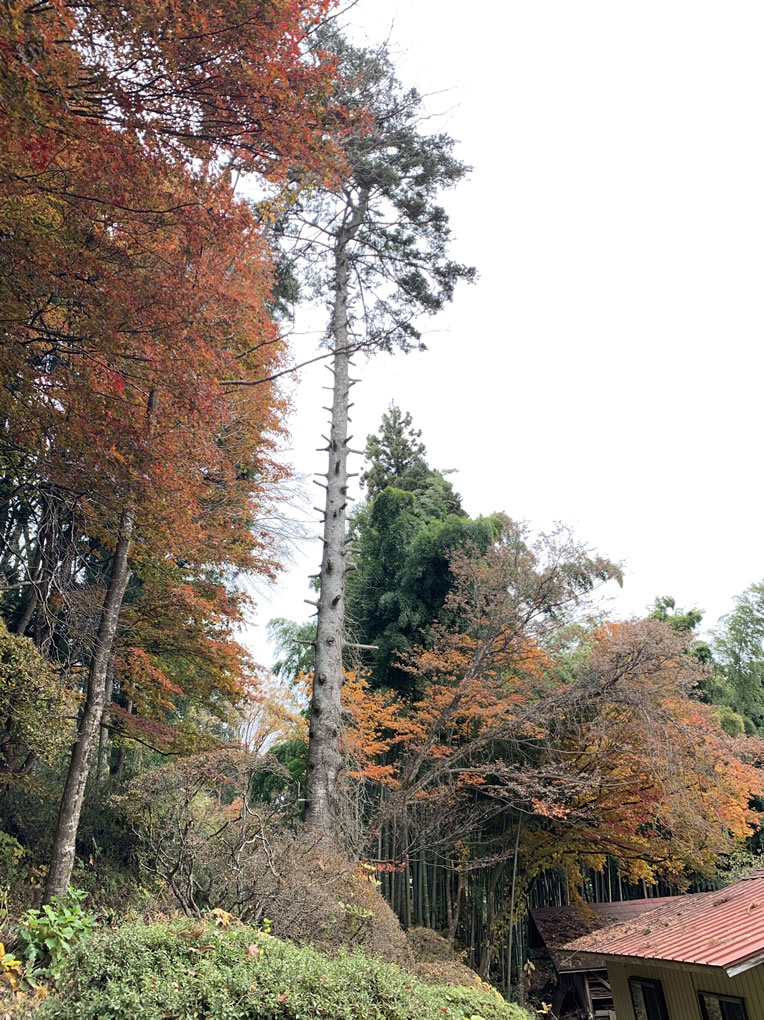 紫波町 願円寺　境内　特殊伐採